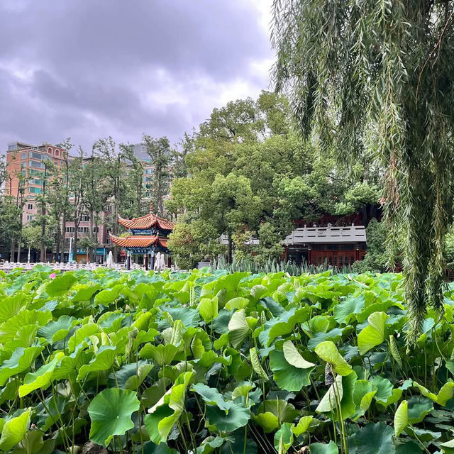 🌿 A Peaceful Escape in Kunming: Green Lake Park (翠湖) 🌿