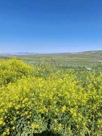 Guardians of Stone Spring: The Golden Hour of Wild Rapeseed