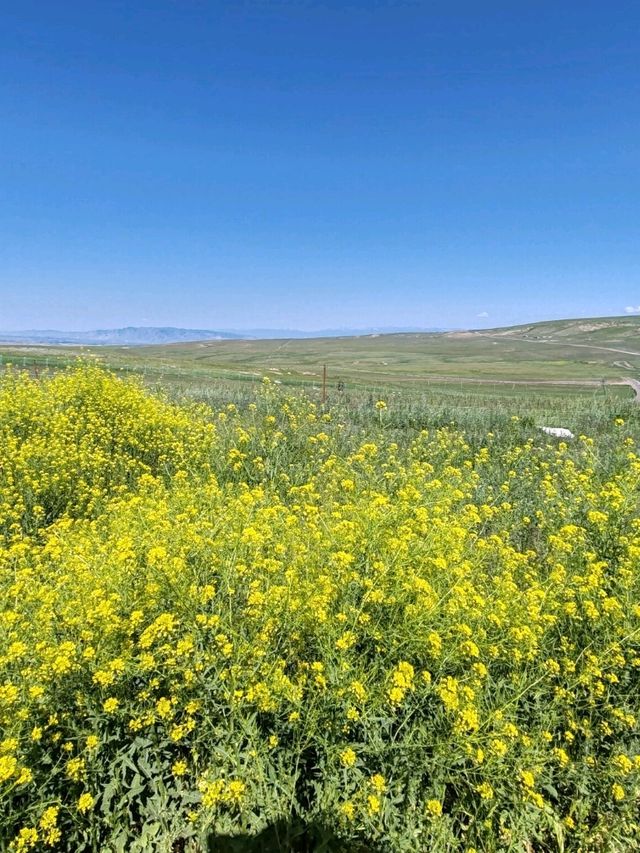 Guardians of Stone Spring: The Golden Hour of Wild Rapeseed