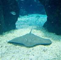 Underwater Elegance: Dining at Koral Restaurant Bali 🇮🇩