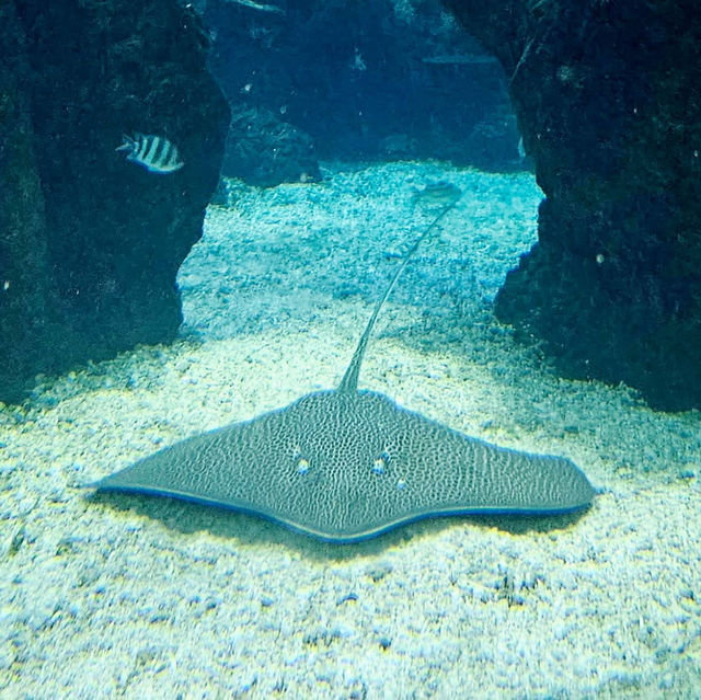 Underwater Elegance: Dining at Koral Restaurant Bali 🇮🇩