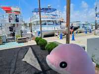 South Padre Island Dolphin Watch