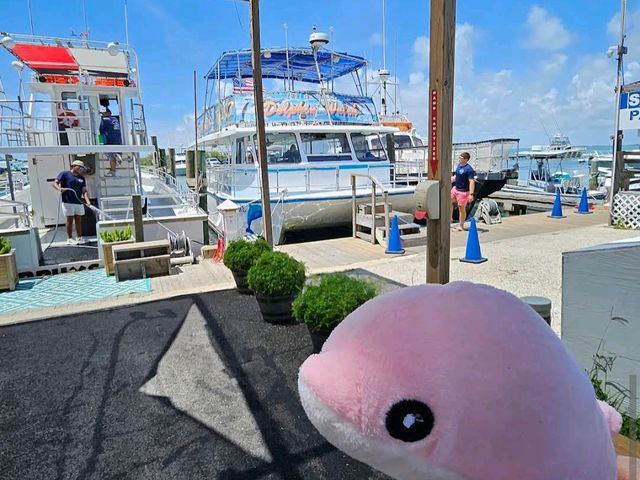 South Padre Island Dolphin Watch
