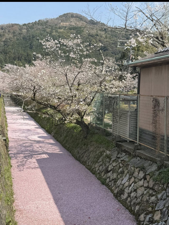 【哲学の道】静けさの中に思索が宿る🌸四季と心を歩く散策路