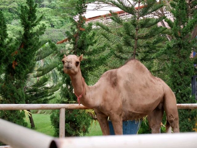 camel Republic 🐫 ที่ไม่ได้มีดีแค่อูฐ