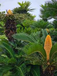 🌊海・植物・イルカ・文化がひとつに。沖縄の魅力を一日で感じる冒険へ。