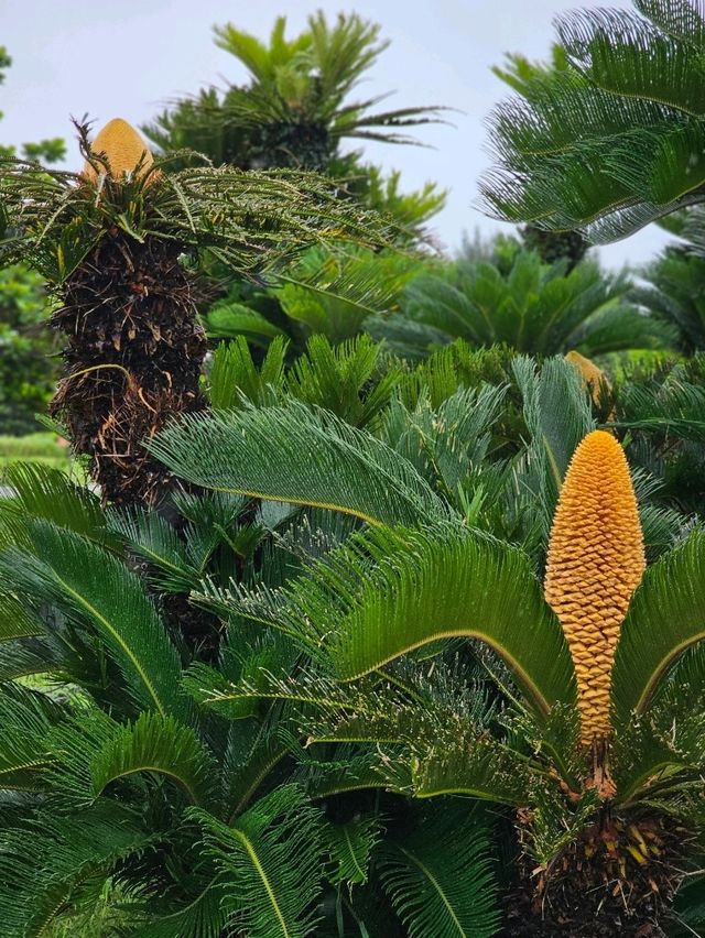 🌊海・植物・イルカ・文化がひとつに。沖縄の魅力を一日で感じる冒険へ。