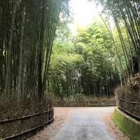 雲林古坑・五元兩角｜竹林祕境輕旅行