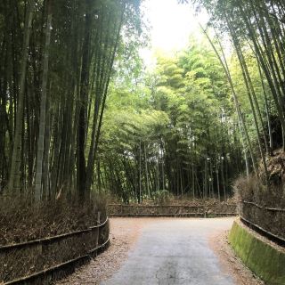 Yunlin Gukeng・Wuyuan Liangjiao｜A Bamboo Forest Hidden Gem
