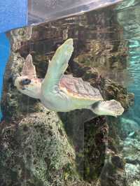 ★いまをときめく水族館★神戸須磨シーワールド