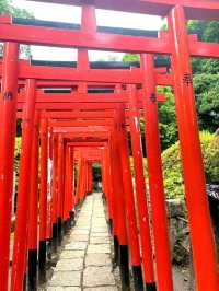 A Burst of Color at Nezu Shrine Azalea Garden