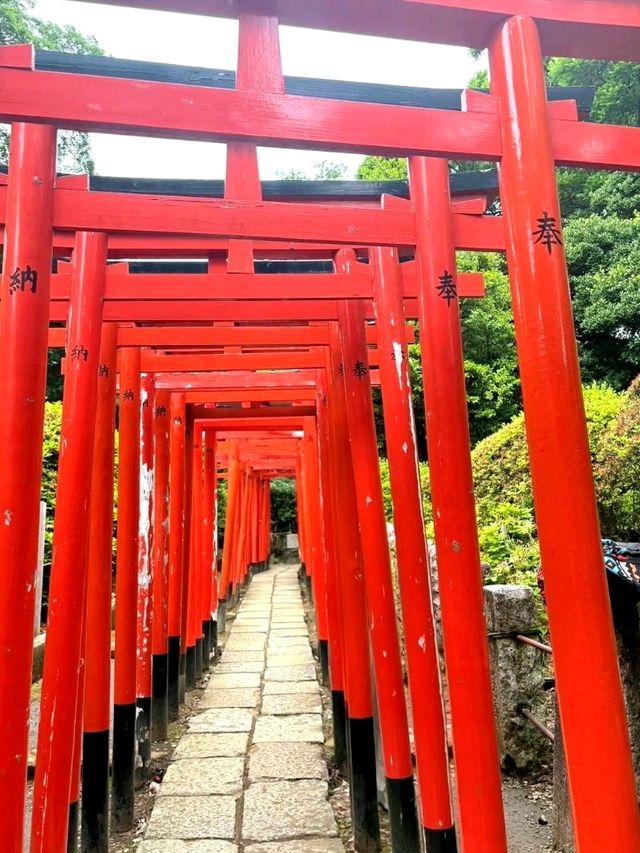 A Burst of Color at Nezu Shrine Azalea Garden