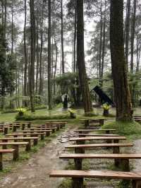Discovering Serenity: A Journey Through Orchid Forest Cikole