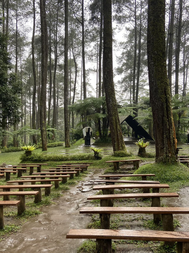 Discovering Serenity: A Journey Through Orchid Forest Cikole