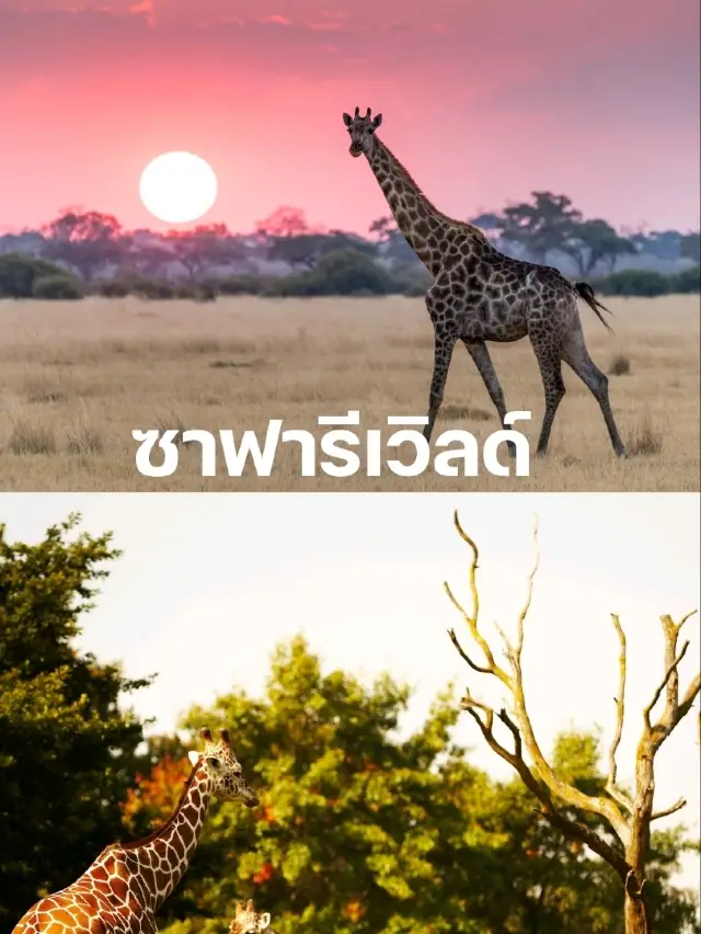 รีวิวและการเตรียมตัวเข้าชมสวนสัตว์ซาฟารีเวิลด์