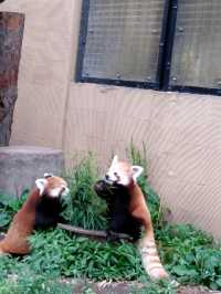富良野のラベンダー、旭川の上野ファーム、旭山動物園を満喫する旅