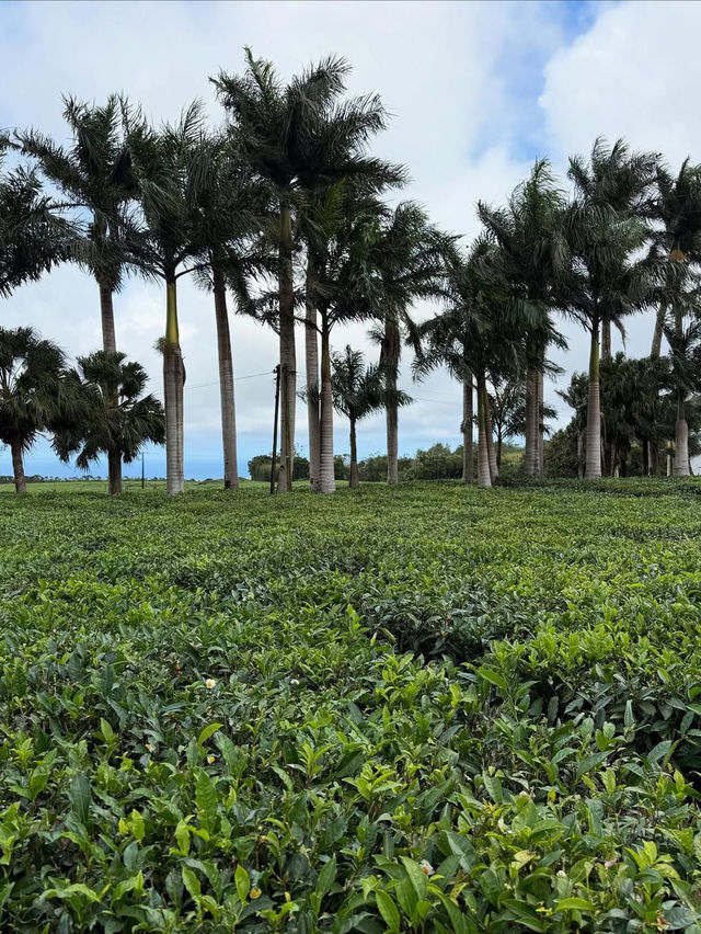 Experiencing the Breathtaking Landscape of Mauritius