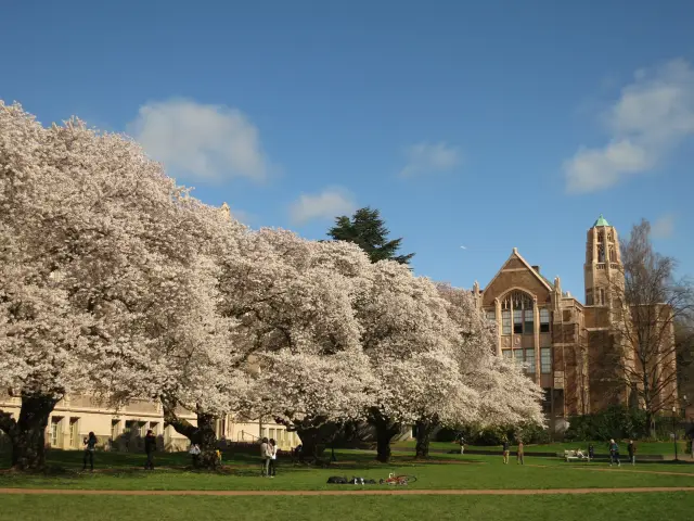 The QUAD at UW: The Most Beautiful Sakura Spot in Seattle