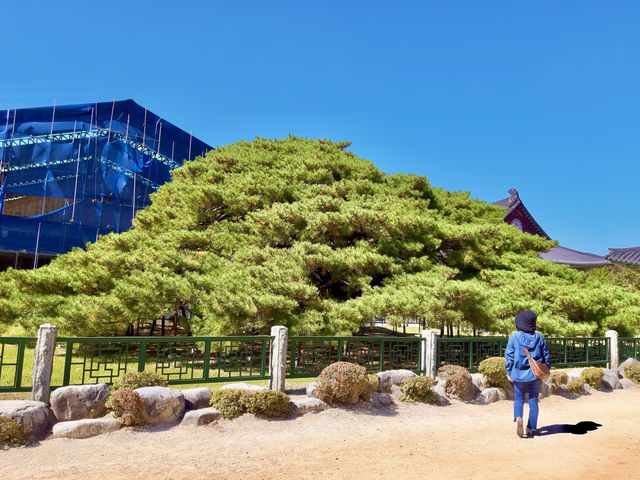 고즈넉한 산사 여행, 청도 운문사🌿✨