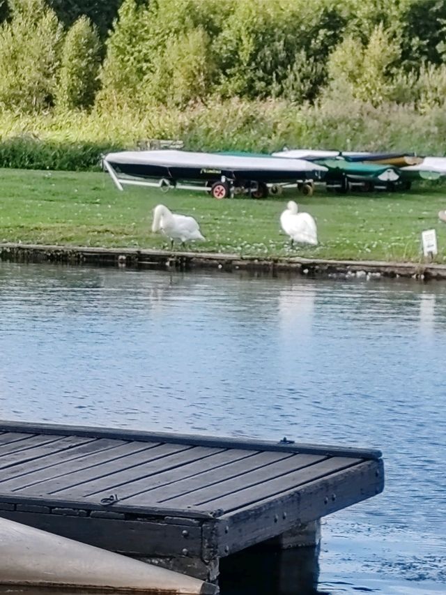 The Slow Life of Animals in Giethoorn