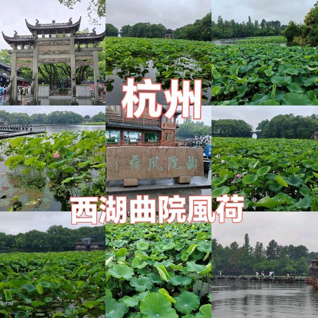 杭州西湖曲院風荷木棧橋賞花 杭州西湖曲院風荷木棧橋賞花