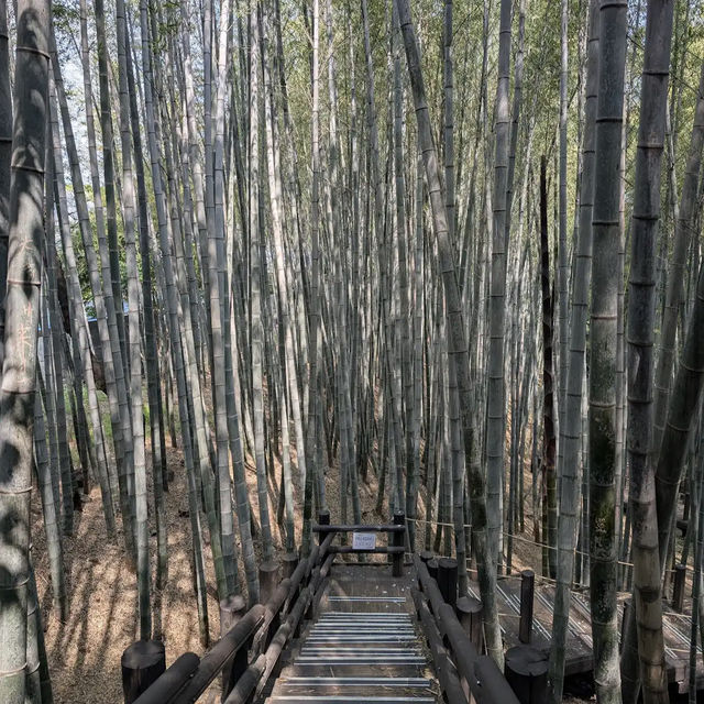 Halla Arboretum, Jeju Island,S.Korea