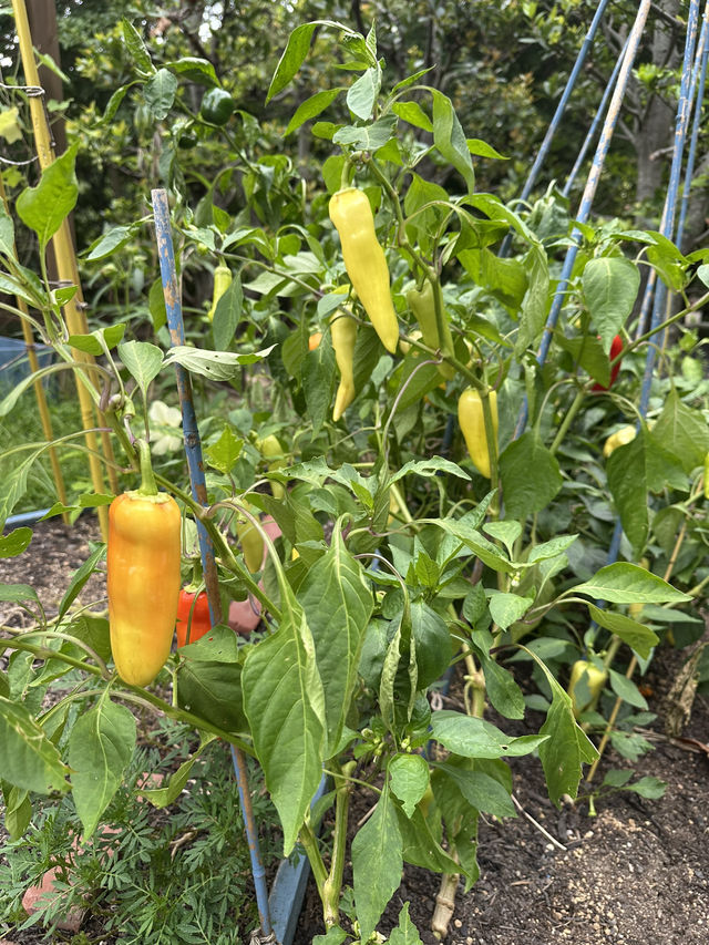Kobe herb garden