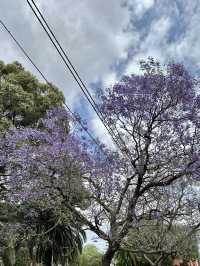 Campsie 第八巷道漫步，追尋春日藍花楹的紫色詩意