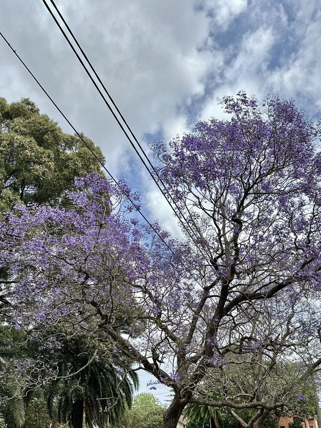Campsie 第八巷道漫步，追尋春日藍花楹的紫色詩意