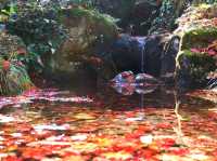冬だけじゃない！秋の新潟もオススメ🎃🍁🍄