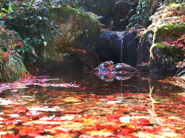 冬だけじゃない！秋の新潟もオススメ🎃🍁🍄