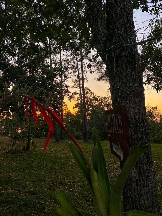 🌲🏞️ Mountain Pine Ridge Forest Reserve – Belize’s Highland Wonderland