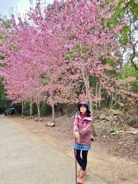 櫻花竹林秘境．石壁山壯麗之旅