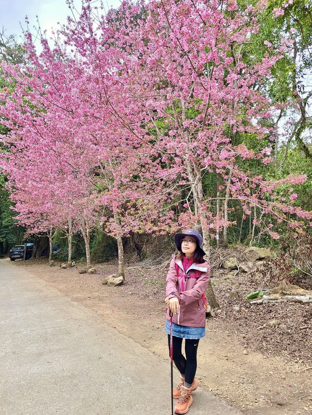 櫻花竹林秘境．石壁山壯麗之旅