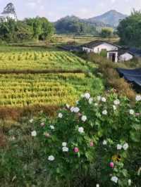 「圍中之圍」客家建築!東生圍