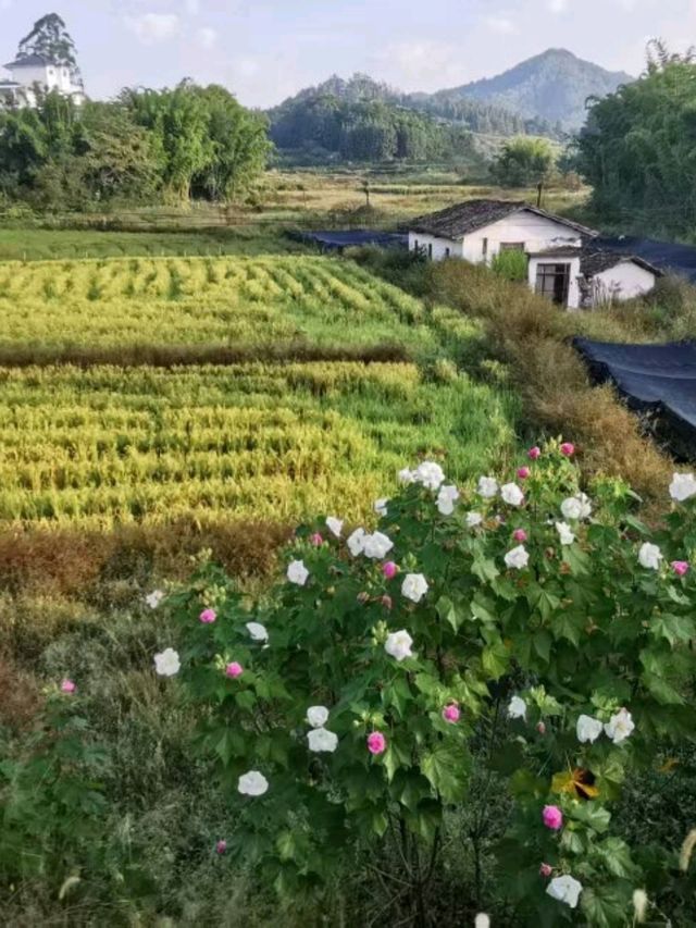 「圍中之圍」客家建築!東生圍 「圍中之圍」客家建築!東生圍