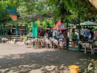 Farmhouse Susu Lembang Scenery