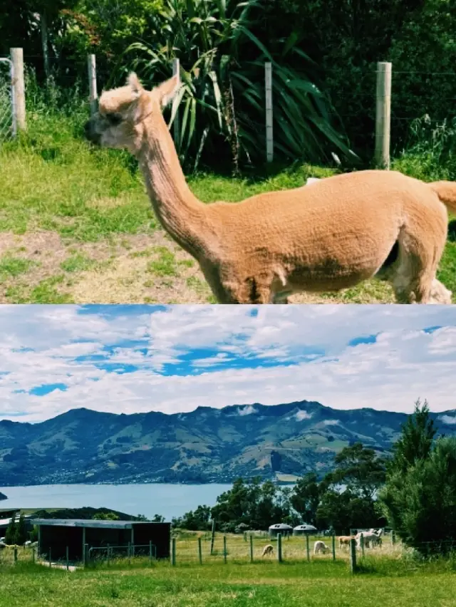 An Afternoon Whispering with Alpacas on the South Island