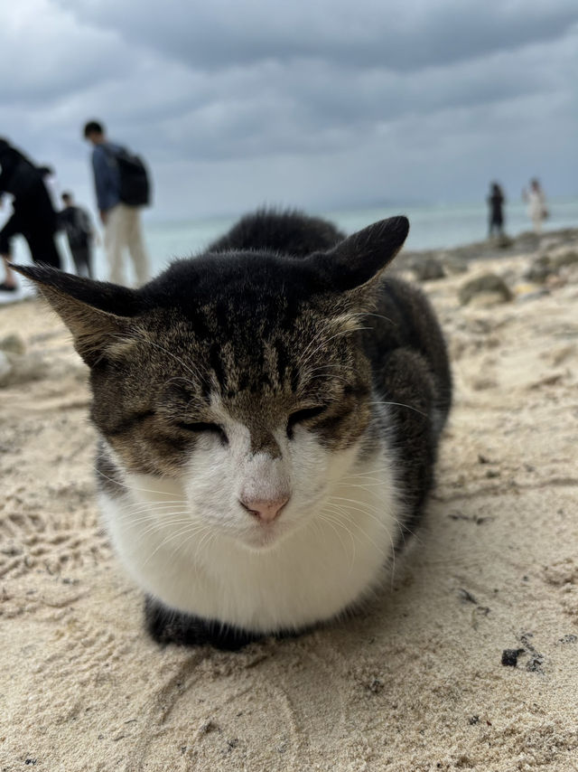 石垣島深度游 石垣島深度游