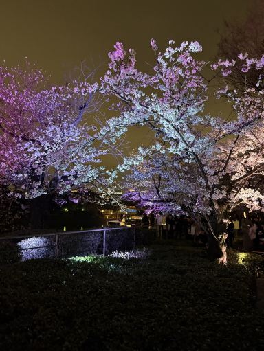 今の千鳥ヶ淵、すごく綺麗🌸 | Trip.com 東京