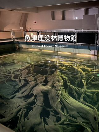 🇯🇵富山県　魚津埋没林博物館