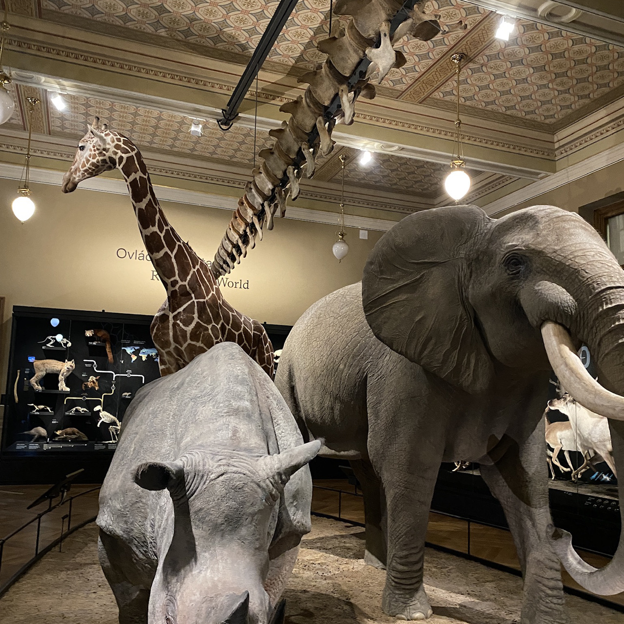 Mammoths, Minerals & a Little Magic – National Museum of Prague 🦣✨🇨🇿