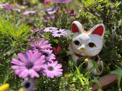 Tokyo: Must-Visit Sanctuaries for Cat Lovers. | Trip.com Tokyo