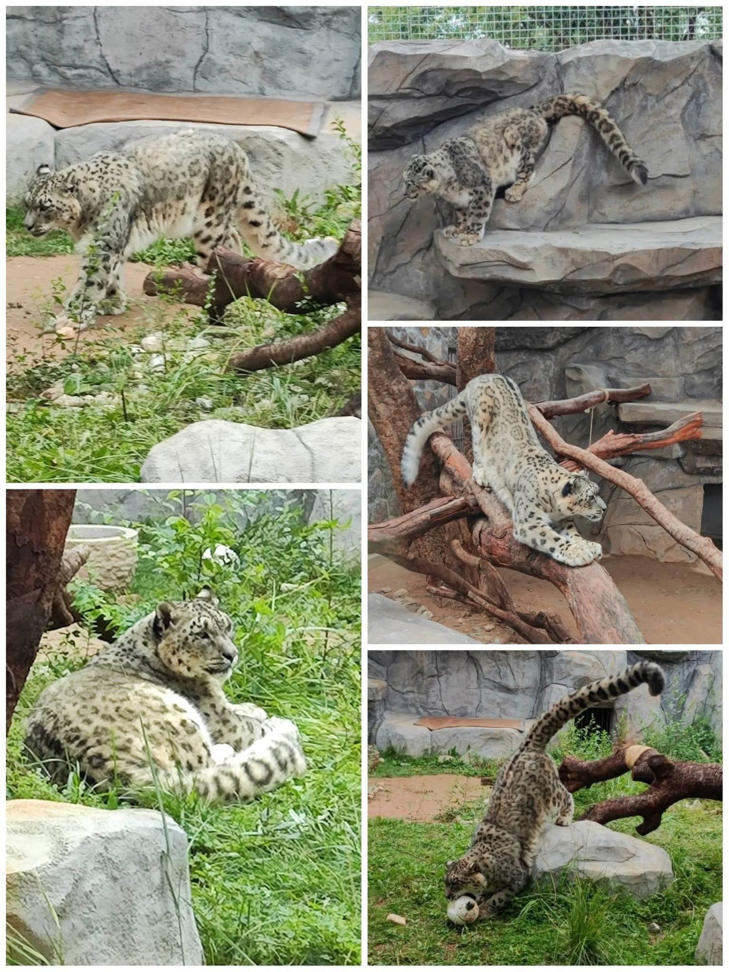 Meeting the "F4" of the Plateau at Xining's Qinghai-Tibet Plateau Wild Animal Zoo.