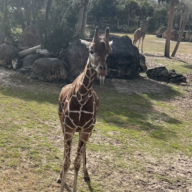 Encountering 🦒 at Jacksonville zoo