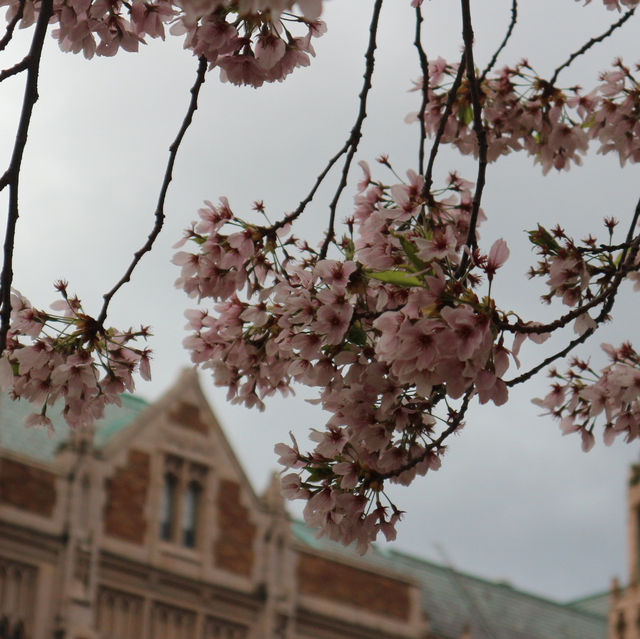 曇天の中でも鮮やかに映える桜とワシントン大学(シアトル)