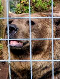 Go feed Hutch the Bear some apples at Garlyns Zoo