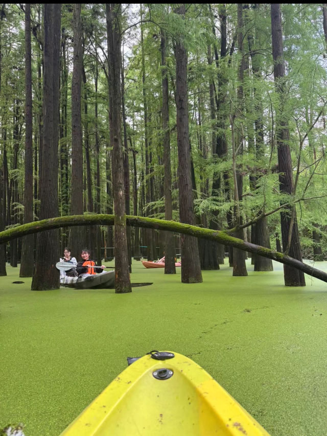 Qingshan Lake Water Forest