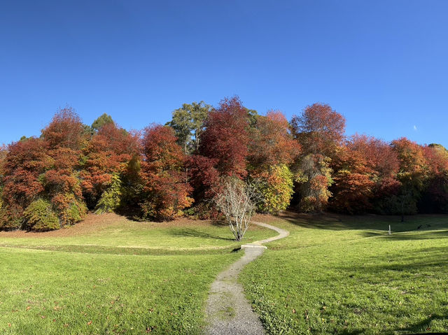 Adelaide 紅葉🍁秘景