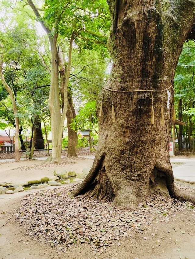 【兵庫県/生田神社⛩️】